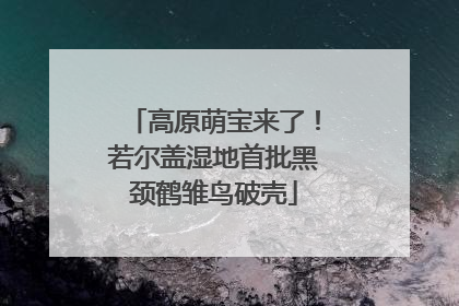 高原萌宝来了！若尔盖湿地首批黑颈鹤雏鸟破壳